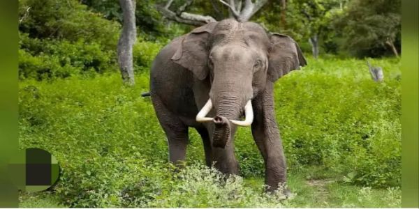 जंगली हाथियों के हमले में पिता और सात वर्षीय बेटी की मौत