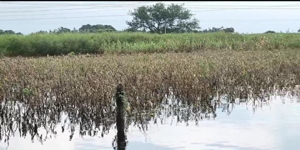 कोसी और गंगा की दोहरी मार: रंगरा के सधुवा और चापर में फसलें तबाह