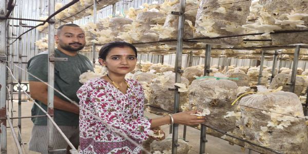 मशरूम उत्पादन ने बदली अंकित की राह, हर माह 20 क्विंटल मशरूम की बिक्री