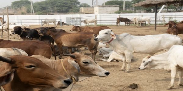 यूपी के बदायूं जिले की गौशाला में 20 गाेवंशाें की मौत