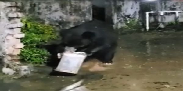 वन्य प्राणी भालू एक घर में तेल के डिब्बे को खोलने की कोशिश करता दिखा