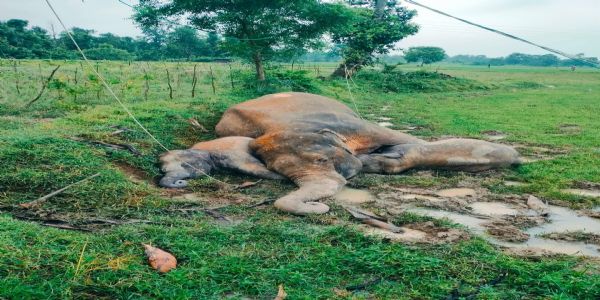 धान के खेत में मृत पाए गए तीन हाथी, करंट लगने की आशंका