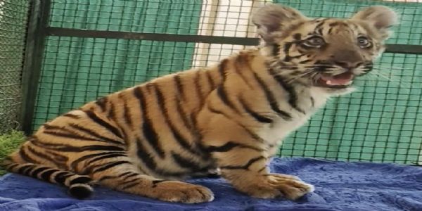 नाहरगढ़ जैविक उद्यान में जन्मे बाघ शावक स्वस्थ