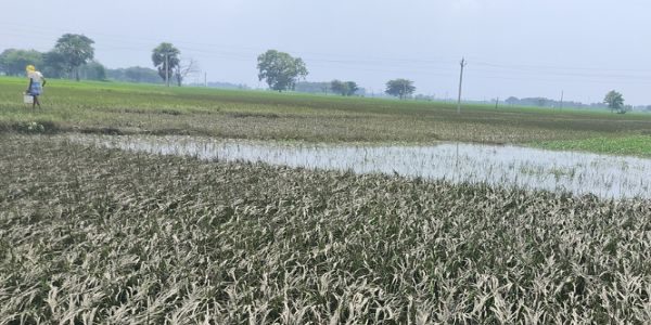 बस्तर में बाढ़ का असर : पानी उतरते ही खेतों में सड़ने लगी धान की फसल, किसानों ने मांगा सर्वे व राहत