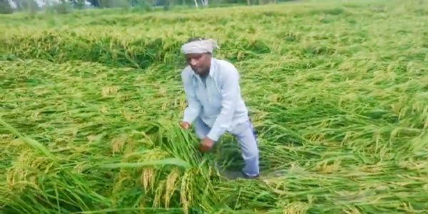 श्रावस्ती: तेज आंधी-बारिश ने किसानों की मेहनत पर फेरा पानी, मुआवजे की मांग