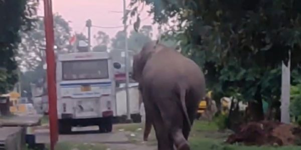 बिजनौर : रिहायशी इलाके में घुसा जंगली हाथी, लोगों में मचा हड़कंप