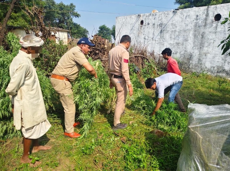शिवपुरी पुलिस ने पकड़े गांजे के पौधे