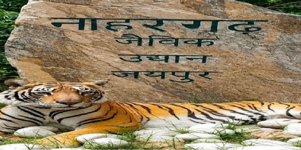 नाहरगढ़ बायोलॉजिकल पार्क में बाघ के हमले के बाद तीन अधिकारी एपीओ
