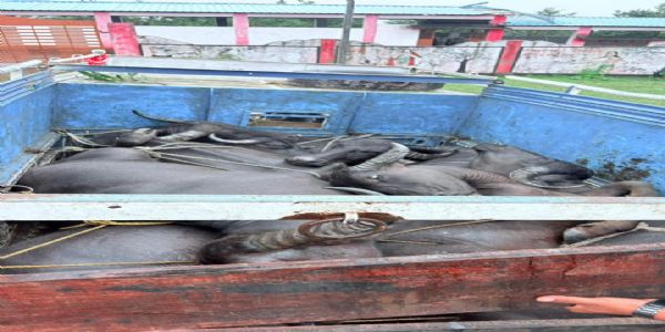 अनूपपुर-छत्तीसगढ़ की पुलिस संयुक्त कार्रवाई: 3 पिकअप से 20 मवेशी पकड़े,एक मवेशी मृत मिला