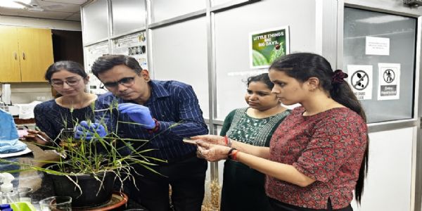बीएचयू के वैज्ञानिकों की अहम खोज : लाभकारी बैक्टीरिया गेहूं को रोग और प्रतिस्पर्धात्मक तनाव से लड़ने में बनाते हैं सक्षम