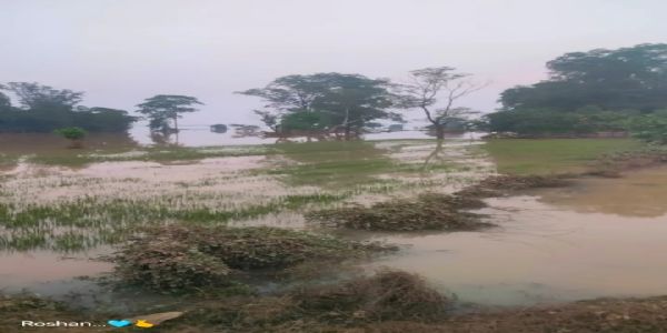 रायगढ़  में महानदी की बाढ़ से तटीय इलाकों में फसलें जलमग्न, किसानों को भारी नुकसान की आशंका