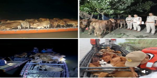 जन्माष्टमी पर असम पुलिस ने 58 गोवंश तस्करों के चंगुल से मुक्त कराए : हिमंत