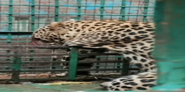 दहशत का सबब बना तेंदुआ पिंजरे में कैद, ग्रामीणों ने ली राहत की सांस