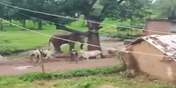 शहडोल: बस्ती के बीच पहुंचा हाथी, ग्रामीणों में मचा हड़कंप, भालू के हमले में चरवाहे की मौत के बाद अलर्ट