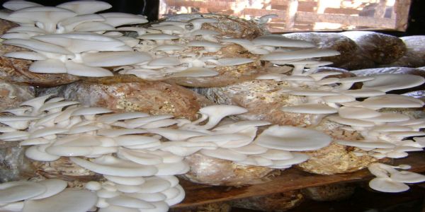 खेतों से मशरूम तक : मिथिला दीदी ने मेहनत से लिखी आत्मनिर्भरता की नई इबारत
