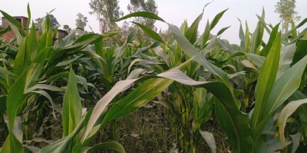 जैविक खेती को समृद्धि का आधार बना रहे अन्नदाता