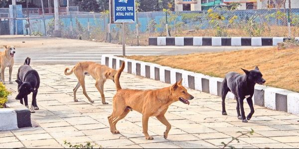 भोपाल निगम ने 46 आवारा श्वानों की नसबंदी कर 43 को फिर उसी स्थान पर छोड़ा
