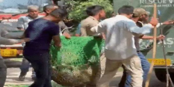 40 फीट ऊंचे जामुन के पेड़ पर चढ़ा लेपर्ड, 5वीं कोशिश में हुआ ट्रैंकुलाइज; साढ़े 3 घंटे चला रेस्क्यू