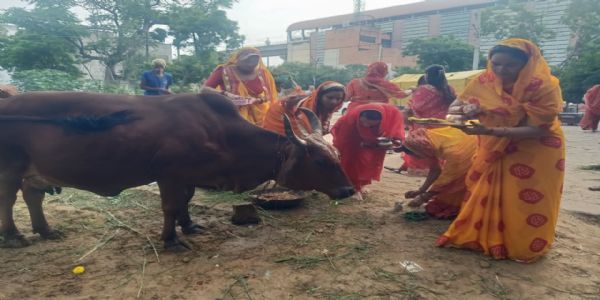 बछ बारस पर गूंजे मंगल गीत: गाय-बछड़े की पूजा कर महिलाओं ने मांगी संतान की लंबी उम्र