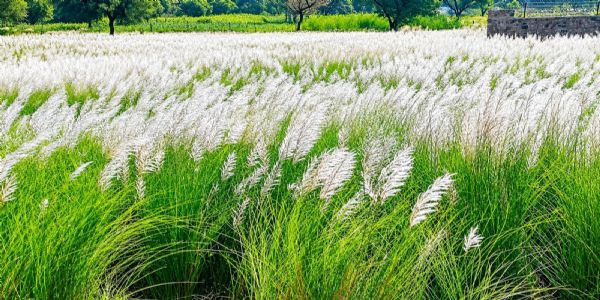 कांस के फूलों ने दी मानसून की विदाई की दस्तक
